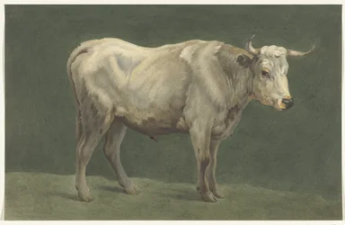 Stehender Stier, nach rechts