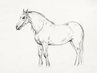 Stehendes Pferd (1818)