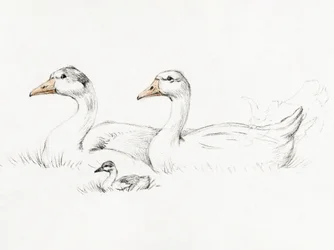 Zwei Gänse mit einem Jungen (1775–1833)