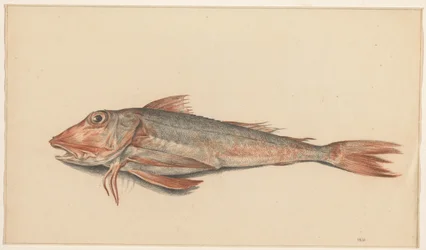 Fisch