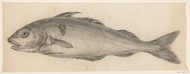 Fisch, nach links