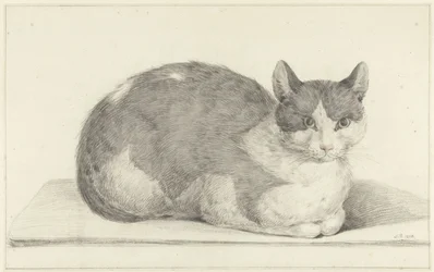 Sitzende Katze, nach rechts