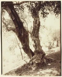 Olivier, Nizza