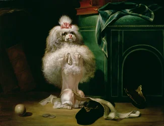 Ein Hund der Havanna-Rasse, 1768