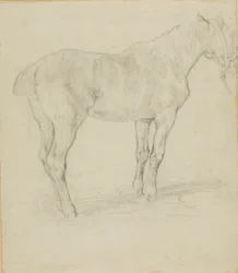 Stehendes Pferd