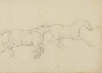 Zwei Pferde galoppieren nach rechts