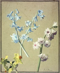 Eine Blaue und eine Lavendel Hyazinthe und eine Gelbe Narzisse, ca. 1805