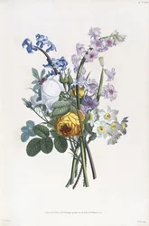 Narzissen, Rosa, Hyazinthe, 1805