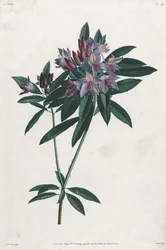 Pontischer Rhododendron, 1805