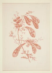 Ohne Titel (Ideale Blumen), aus einem Satz von sechs