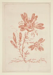 Ohne Titel (Ideale Blumen), aus einem Satz von sechs