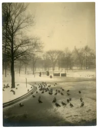 Common mit Tauben, Boston, USA, um 1902-10