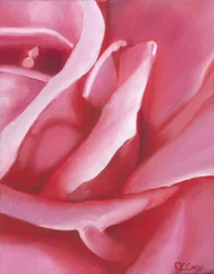 Weiche rosa Rosenblätter