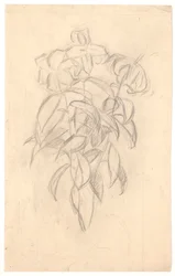 Blumenstudie