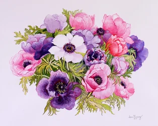 Anemonen