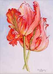 Zwei gefranste Tulpen