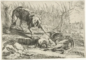 Zwei Hunde