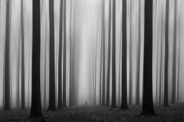 Nebliger Waldweg