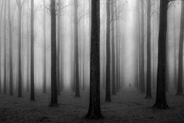Mysteriöser nebliger Wald