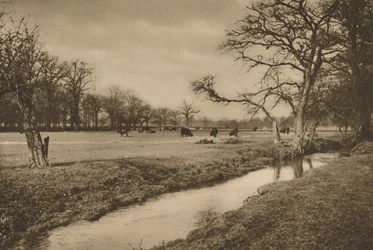 Wo der Beverley Brook durch den königlichen Jagdpark von Richmond fließt