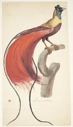 Exotischer Vogel