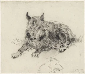 Liegender Schäferhund