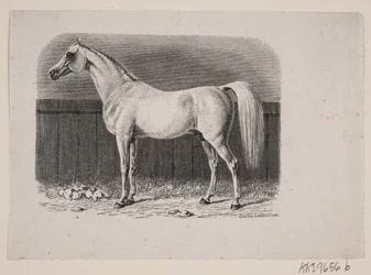 Ein Pferd