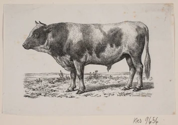 Ein Stier