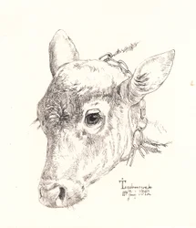 Kalbskopf