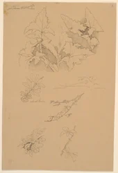 Blatt- und Blumenstudien