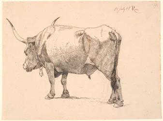 Römischer Stier mit Glocke um den Hals, schräg von hinten gesehen