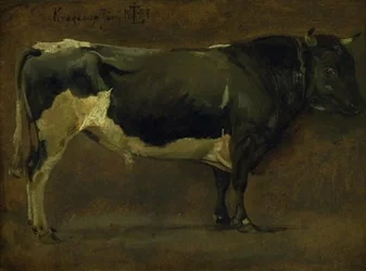 Schwarzbunter Stier