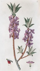 Seidelbast Daphne mezereum, 1804-1811