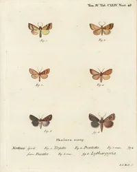 Gestreifter Gelbspanner, Tileacea aurago 1-4, und Tonmotte, Mythimna ferrago 5,6. Handkolorierter Kupferstich von Johann Carl Bock nach Eugenius Johann Christoph Espers Die Schmetterlinge in Abbildungen nach der Natur, Erlangen