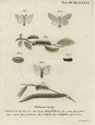 Braunschweifmotte, Euproctis chrysorrhoea