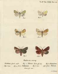 Burren-Grün, Calamia tridens 1, Gelb, Xanthia icteritia 2, Winkelstreifen-Gelb, Enargia paleacea 3,4, und Doppellinie, Mythimna turca 5,6. Handkolorierte Kupferstichgravur von Johann Carl Bock nach Eugenius Johann Christoph Espers Die Schmetterlinge