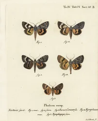 Catocala conversa 1-3, Catocala nymphaea 4, und Eichen-Gelber Unterflügel, Catocala nymphagoga 5. Handkolorierter Kupferstich von Johann Carl Bock nach Eugenius Johann Christoph Espers Die Schmetterlinge in Abbildungen nach der Natur, Erlangen