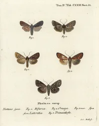 Konformist, Lithophane furcifera 1, Doppelstrich, Graphiphora augur 2, seltene Bräune, Apamea lateritia 3,4, und Silberbögen, Polia hepatica 5