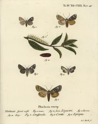 Kronenmotte, Craniophora ligustri 1-4, Marmorierte Krone, Hadena confusa 5, Verschiedene Krone, Hadena compta 6, und Grüne Bögen, Anaplectoides prasina 7. Handkolorierte Kupferstichgravur von Johann Carl Bock nach Eugenius Johann Christoph Espers Die Schme