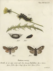 Dunkle Tussock, Dicallomera fascelina