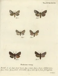 Düsteres Gehäuse, düster marmoriertes Braun und brauner Rustik.