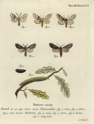 Drymonia dodonaea Motte.