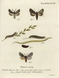 Gefiederte gotische und Rannoch-Sprawler-Motten