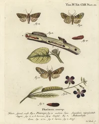 Gefrostete Orangemotte, Gortyna Flavago und Winkel-Schatten, Phlogophora Meticulosa