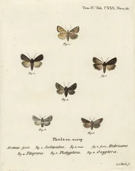 Gartendart, Euxoa nigricans 1-3, Hadena filograna 4, Löwenmaul-Brokat, Calophasia platyptera 5, Simyra nervosa 6. Handkolorierter Kupferstich von Johann Carl Bock nach Eugenius Johann Christoph Espers Die Schmetterlinge in Abbildungen nach der Natur