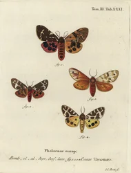 Großer Tigermotten-Varianten, Arctia caja