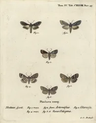 Grüner silbergesprenkelter Hai, Cucullia argentea 1,2, herbstlicher Rustikaler, Eugnorisma glareosa 4, Achtzigerfigur, Tethea ocularis 4-6. Handkolorierter Kupferstich von Johann Carl Bock nach Eugenius Johann Christoph Espers Die Schmetterlinge in Abbildu