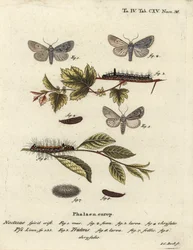 Grauer Dolch, Acronicta psi 1-4, und Dunkler Dolch, Acronicta tridens 5-8. Handkolorierter Kupferstich von Johann Carl Bock nach Eugenius Johann Christoph Espers Die Schmetterlinge in Abbildungen nach der Natur, Erlangen