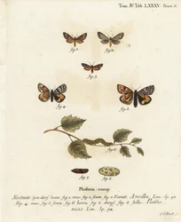 Handmaid-Motte, Dysauxes ancilla 1-3, und Orange-Unterflügel, Archiearis parthenias 4-8. Handkolorierter Kupferstich von Johann Carl Bock nach Eugenius Johann Christoph Espers Die Schmetterlinge in Abbildungen nach der Natur, Erlangen