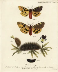 Große Tigermotte, männlich und weiblich, Pericallia matronula. Handkolorierter Kupferstich von Johann Carl Bock nach Eugenius Johann Christoph Espers Die Schmetterlinge in Abbildungen nach der Natur, Erlangen